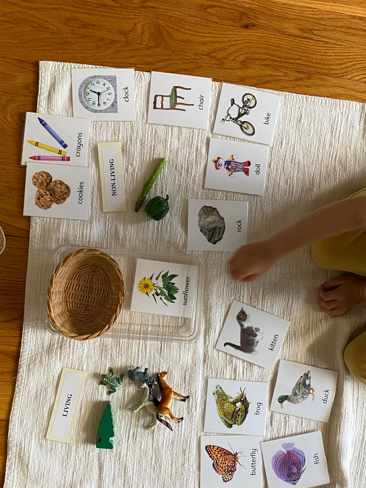 Living and non-living sorting activity